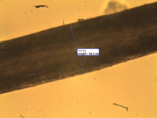 Obr. 11. Lidský vlas – objektiv 40× (naměřená hodnota 50,2 µm).