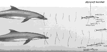 Daniela Horvtov, Mria Rakovsk, ubomr Zelenick: Svet netopiera a delfna   - Obr. 4: Dopplerov efekt u delfnov